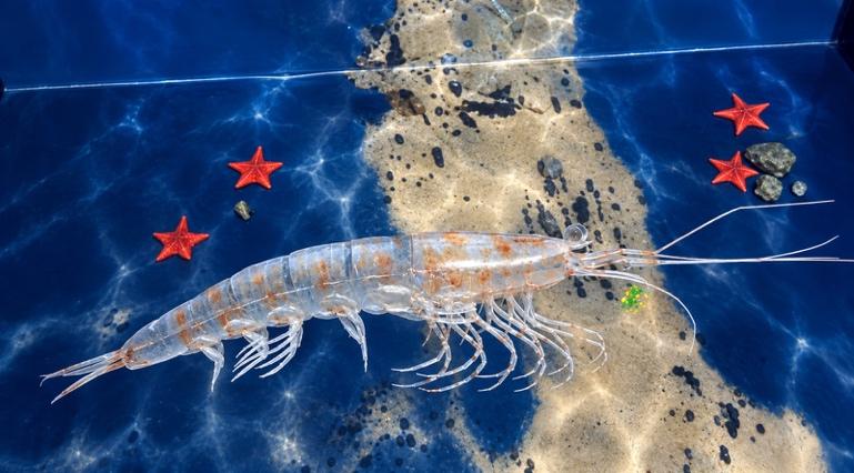 Krill en 3D sobre el lecho marino antártico